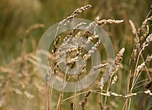 Ryegrass field on a sunny day.