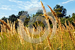 Ryegrass field on a sunny day photo