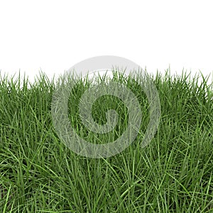 Ryegrass Grass field over white. 3D illustration