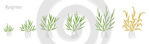 Ryegrass growth stages. Fescue grass family poaceae. Lolium. Grasses for lawns, and as grazing and hay. Ripening period