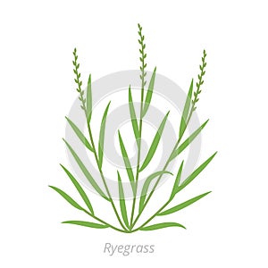 Ryegrass plant. Fescue grass family poaceae. Lolium. Agricultural vector background.
