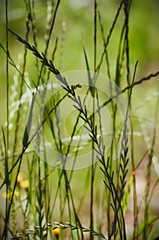 Ryegrass profile on green photo