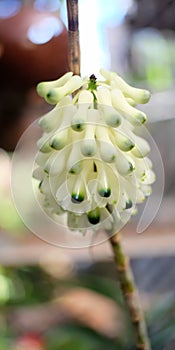 Rynchosthylist gigantea white orcid