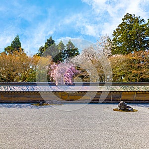 Ryoanji Temple is the site of Japan\'s most famous rock garden and beautiful cherry blossom in sprin