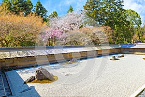 Ryoanji Temple is the site of Japan\'s most famous rock garden and beautiful cherry blossom in sprin