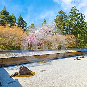 Ryoanji Temple is the site of Japan\'s most famous rock garden and beautiful cherry blossom in sprin