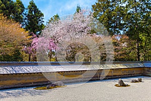 Ryoanji Temple is the site of Japan\'s most famous rock garden and beautiful cherry blossom in sprin