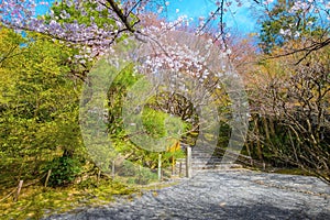 Ryoanji Temple is the site of Japan\'s most famous rock garden and beautiful cherry blossom in sprin