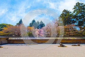 Ryoanji Temple is the site of Japan\'s most famous rock garden and beautiful cherry blossom in sprin