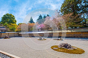 Ryoanji Temple is the site of Japan\'s most famous rock garden and beautiful cherry blossom in sprin