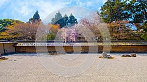 Ryoanji Temple is the site of Japan\'s most famous rock garden and beautiful cherry blossom in sprin