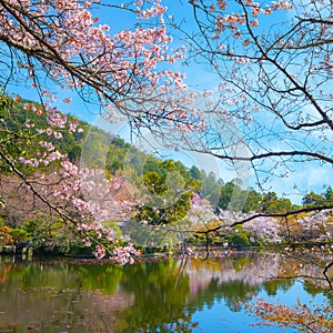 Ryoanji Temple is the site of Japan\'s most famous rock garden and beautiful cherry blossom in sprin