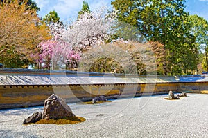 Ryoanji Temple is the site of Japan\'s most famous rock garden and beautiful cherry blossom in sprin