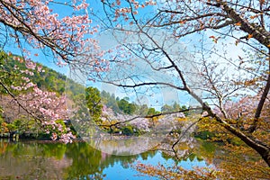 Ryoanji Temple is the site of Japan\'s most famous rock garden and beautiful cherry blossom in sprin