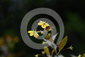 Rysimachia ciliata `Firecracker`