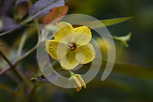 Rysimachia ciliata `Firecracker`