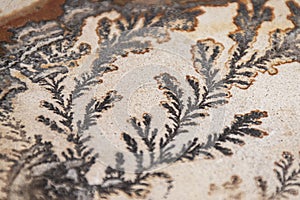Textures of a Dendrite photo