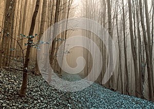 Rythem and blues in foggy forest photo