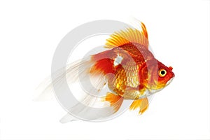 Ryukin Goldfish, carassius auratus, Adult Against White Background