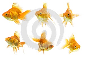 Ryukin Goldfish Series