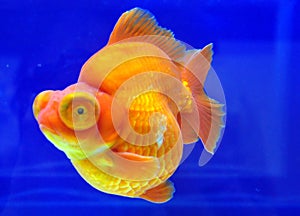 Ryukin Yellow Goldfish