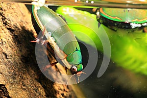 Ryukyu Diving beetle