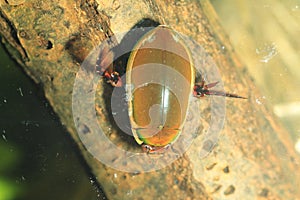 Ryukyu Diving beetle