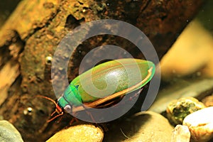 Ryukyu Diving beetle