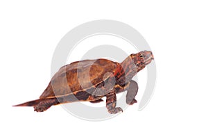 The Ryukyu leaf turtle on white