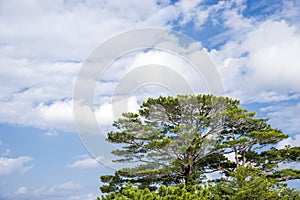 Ryukyu pine tree
