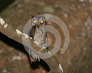 Ryukyudwergooruil, Elegant Scops-Owl, Otus elegans