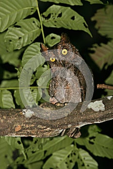 Ryukyudwergooruil, Elegant Scops-Owl, Otus elegans