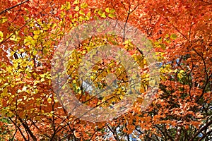 Ryuzu Falls with changing maple leaves