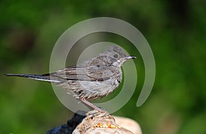 RÃÂ¼ppell`s Warbler photo