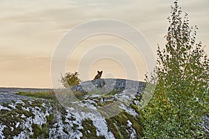 RÃÂ¤v i solnedgÃÂ¥ng frÃÂ¥n frÃÂ¥n toppen av Runsa fornborg photo