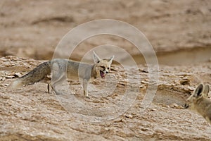 The rÃÂ¼ppell`s fox, Vulpes rueppellii, in the Egyptian White Desert National Park photo