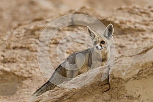 The rÃÂ¼ppell`s fox, Vulpes rueppellii, in the Egyptian White Desert National Park photo