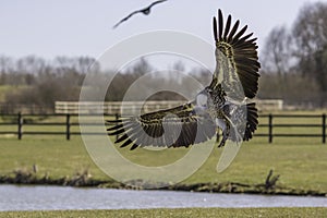 RÃÂ¼ppell`s griffon vulture coming in to land