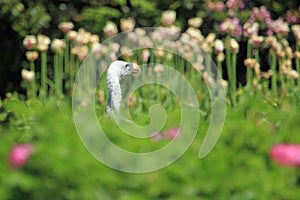 Ruppell griffon vulture