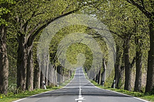 RÃ¼gen island in Germany, famous alley in spring.