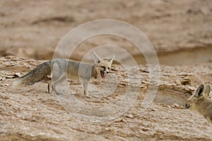 The rÃ¼ppell`s fox, Vulpes rueppellii, in the Egyptian White Desert National Park