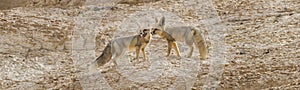 The rÃ¼ppell`s fox, Vulpes rueppellii, in the Egyptian White Desert National Park