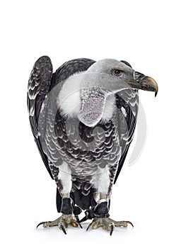 RÃ¼ppell`s griffin vulture on white background