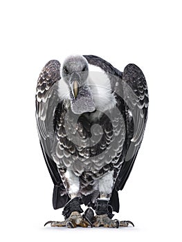 RÃ¼ppell`s griffin vulture on white background