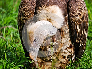 RÃ¼ppell`s griffon vulture Gyps rueppelli takes his head down in the gras in Serengeti Nationalpark