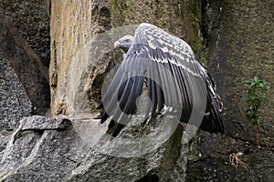 Rüppell\'s Vulture - Gyps rueppelli, beautiful large bird of prey