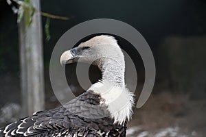 RÃ¼ppell`s vulture or RÃ¼ppell`s griffon vulture.