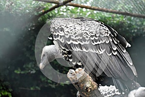 RÃ¼ppell`s vulture or RÃ¼ppell`s griffon vulture.