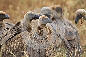 RÃ¼ppell`s vultures, Gyps rueppelli, in the Meru National Park in Kenya.