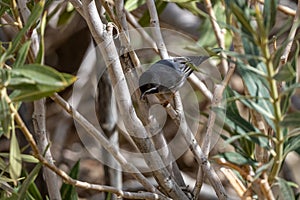 RÃ¼ppell`s warbler Curruca ruppeli, Jordan